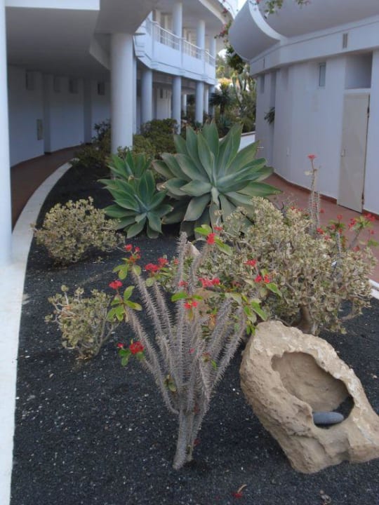 Geschmackvoll Bepflanzte Palmenrabatte  allsun App.-Hotel Barlovento