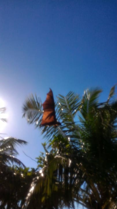 Flughund Kuredu Island Resort & Spa