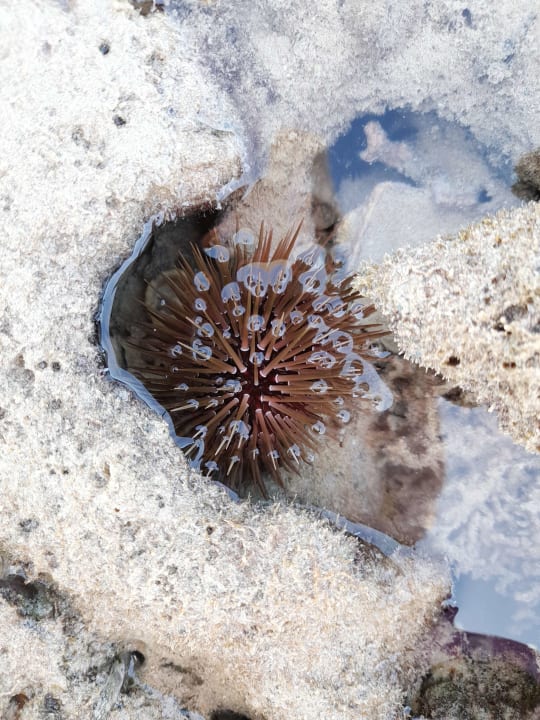 Strand Cleopatra Luxury Resort Makadi Bay