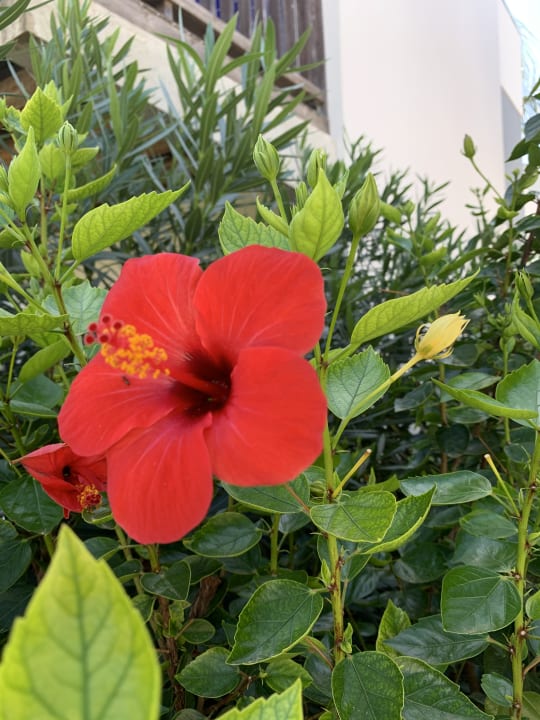 Gartenanlage ROBINSON QUINTA DA RIA