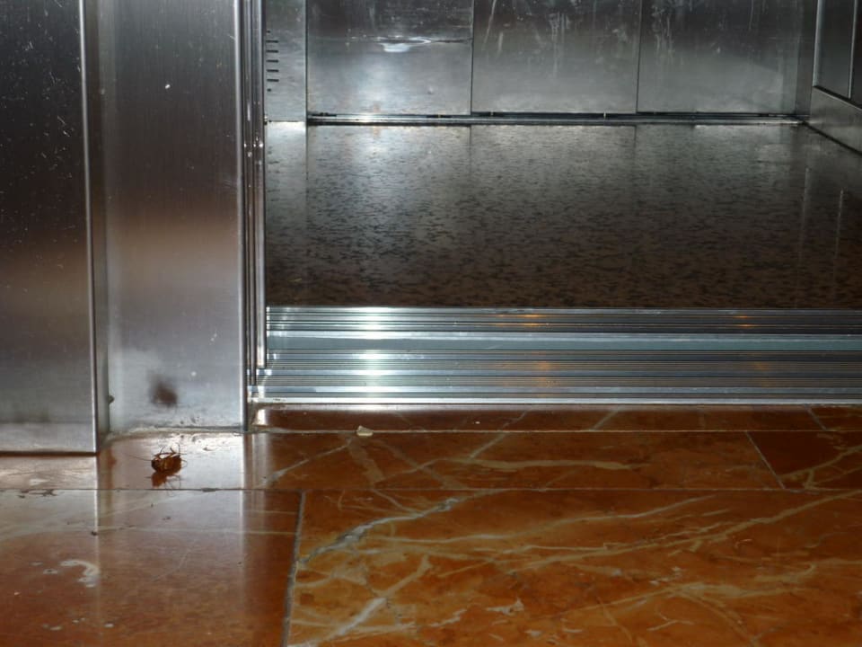 Die Kakerlake vor dem Frühstücksraum  Hotel Best Siroco