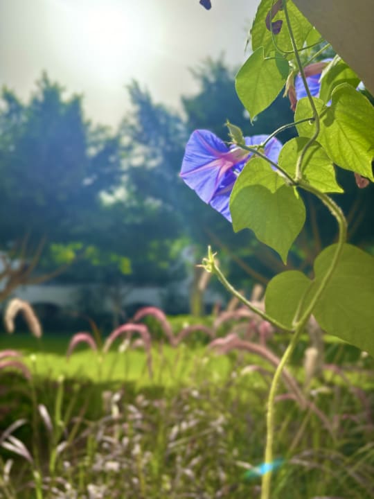 Gartenanlage Desert Rose