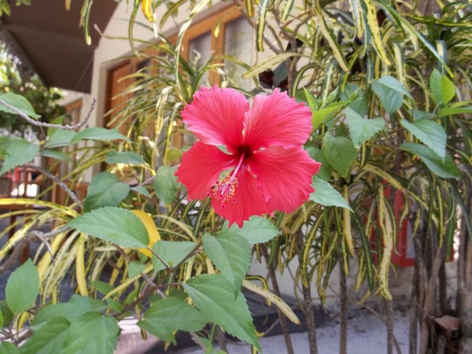 Wunderschöne Blumen Adaaran Select Hudhuran Fushi - Premium All Inclusive