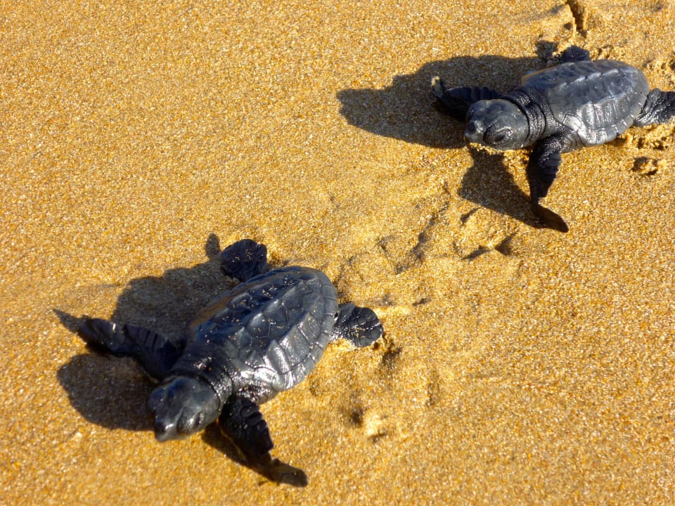 Schildkröten am Strand Hotel Defne Dream