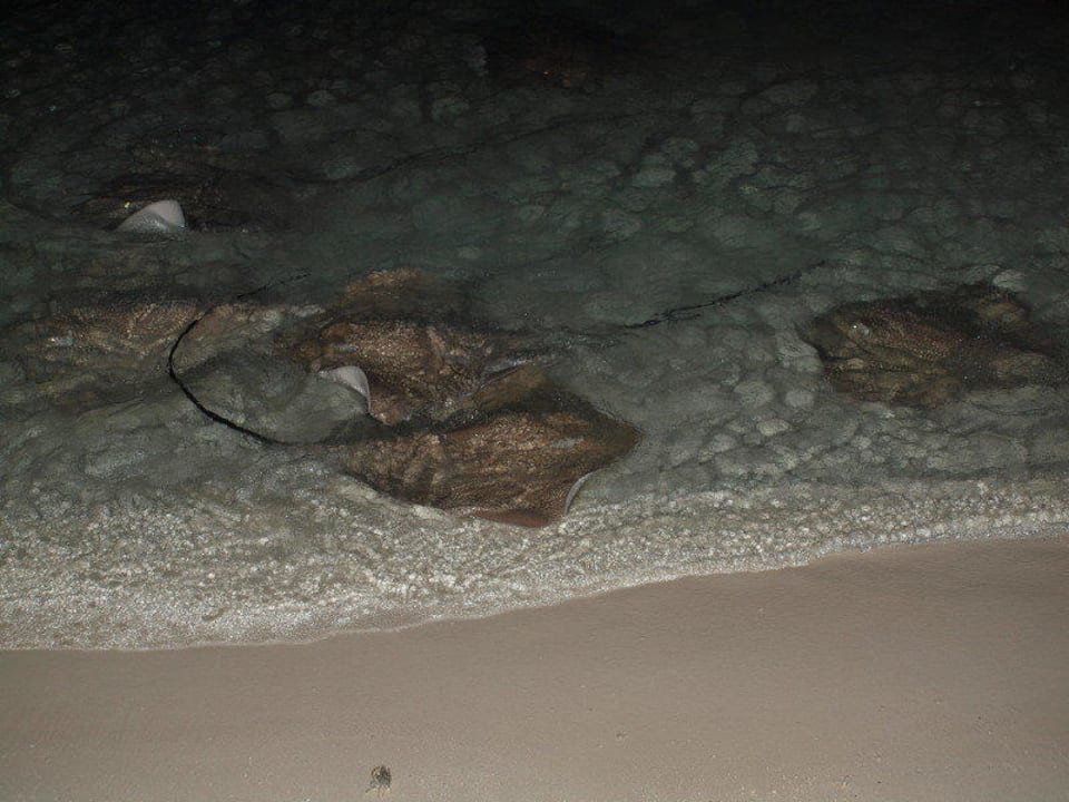 Rochenfütterung Kuramathi Maldives