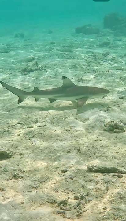 Sonstiges Vilamendhoo Island Resort & Spa