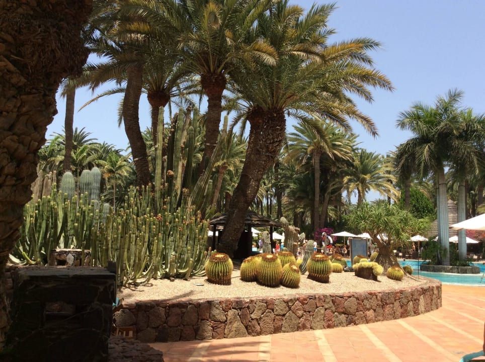 Kakteen- und Palmenbeet Seaside Hotel Palm Beach