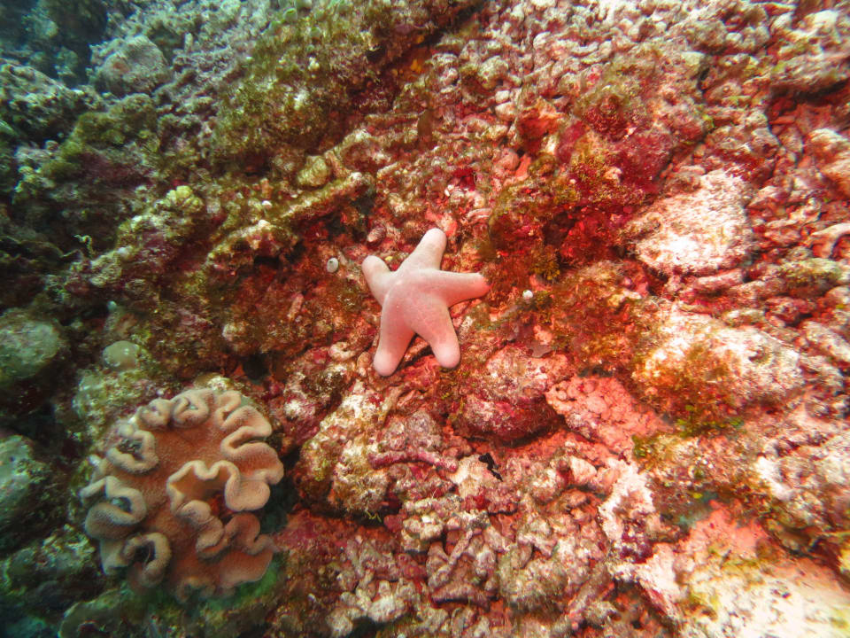 Diving  Kuramathi Maldives