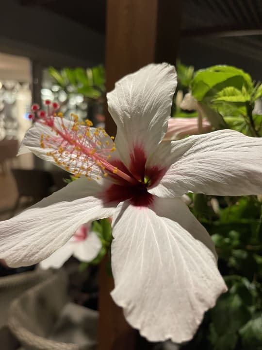 Gartenanlage Iberostar Selection Creta Marine