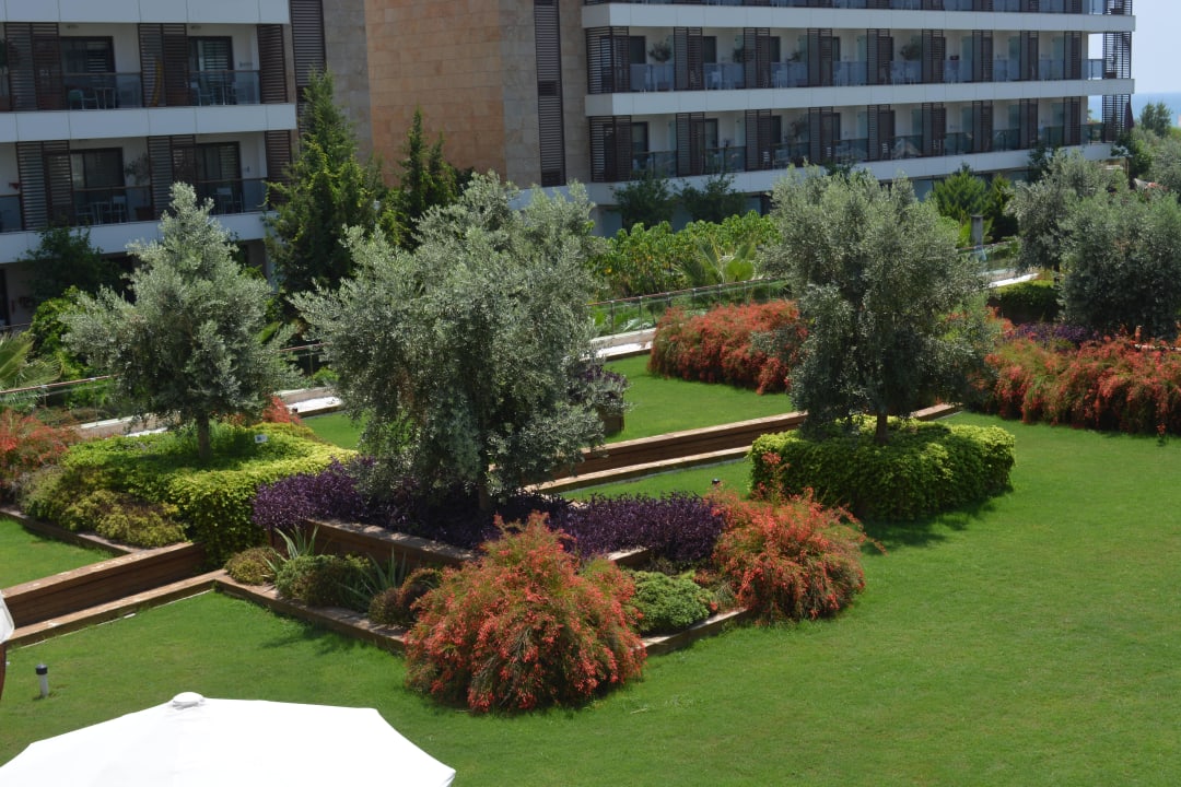 Trendy Verbena Sentido Trendy Verbena Beach