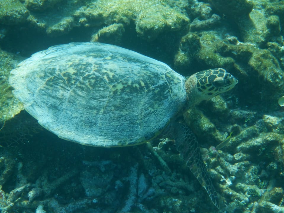 Sport & Freizeit NH Collection Maldives Havodda Resort