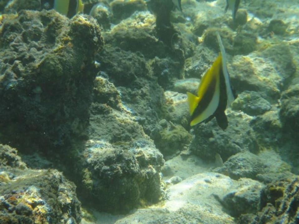 Poisson Shandrani Beachcomber Resort & Spa