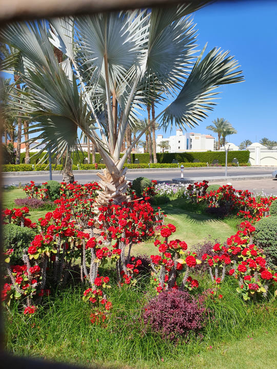Gartenanlage Desert Rose