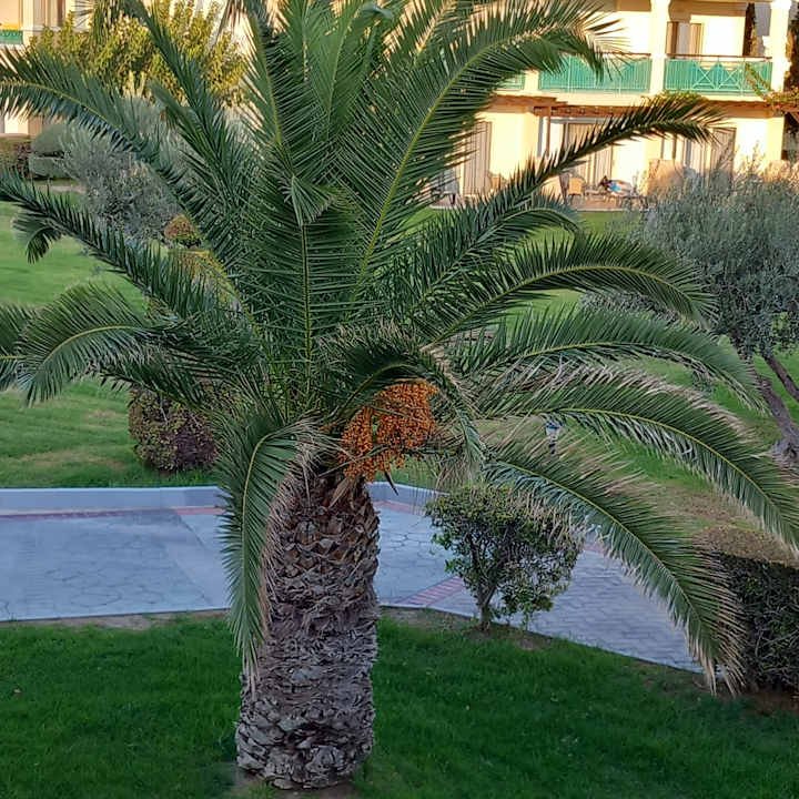 Gartenanlage Lindos Princess Beach Resort & Spa