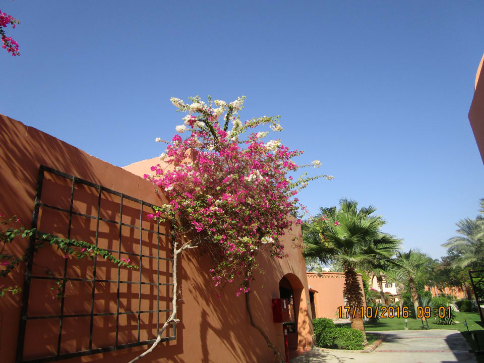 Außenansicht Jaz Makadi Oasis Resort