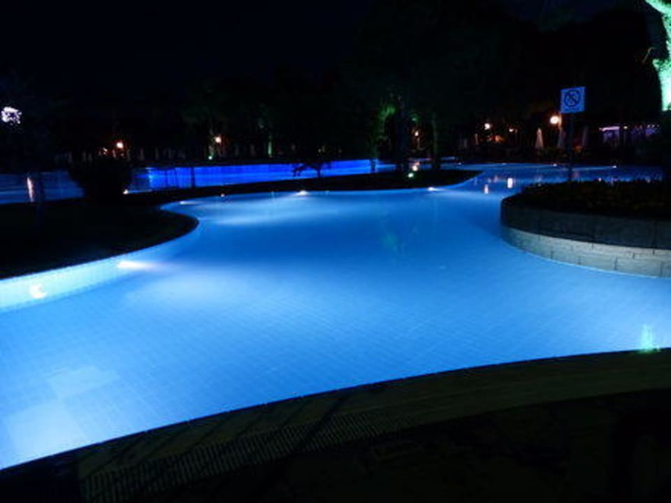 Bei Nacht  Papillon Ayscha