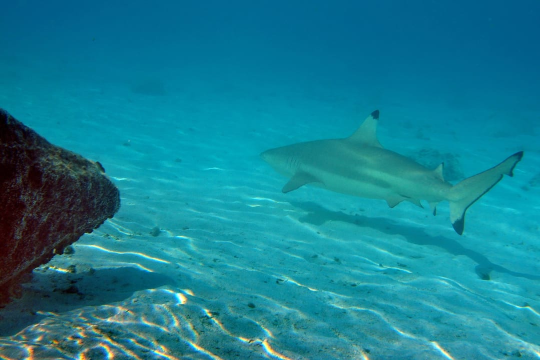 Sport & Freizeit Summer Island Maldives