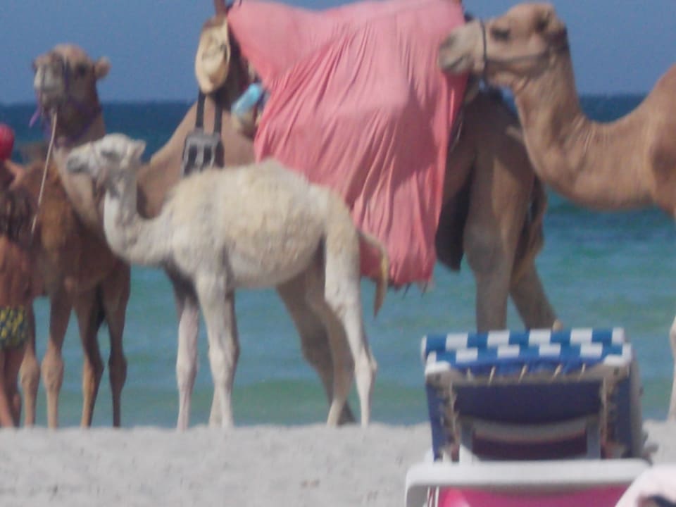 Strand Hotel Royal Garden Palace