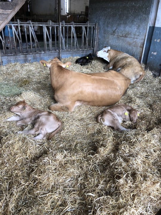 Sport & Freizeit Urlaub am Regen - Ferienhof Dirnberger