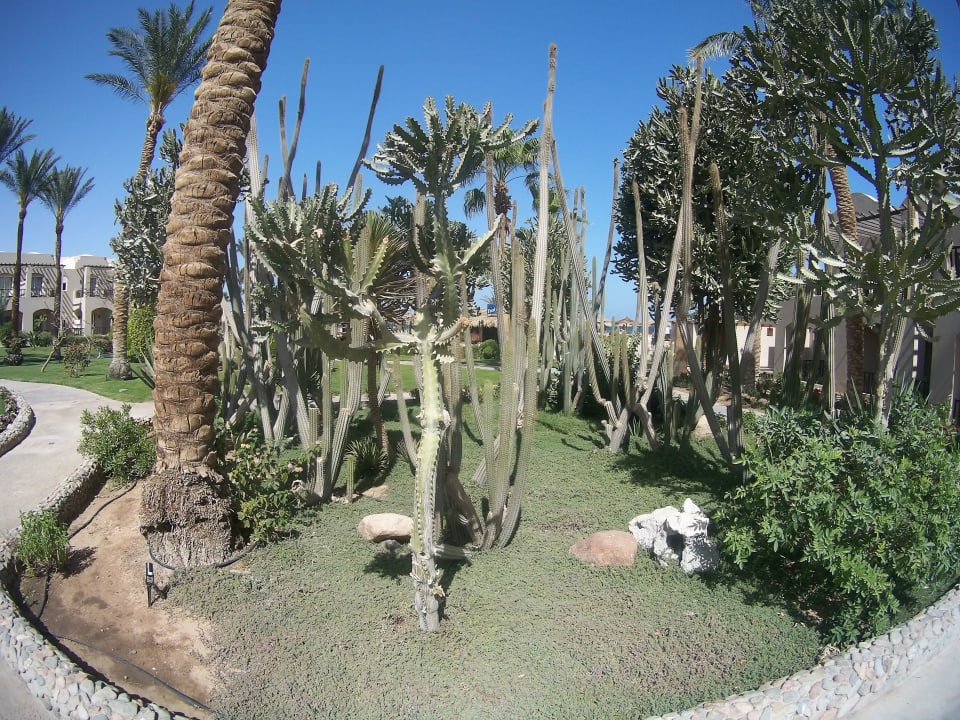 Gartenanlage Jaz Makadi Oasis Resort