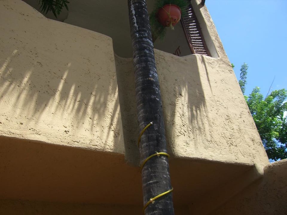 Palmen werden umbaut Hotel El Rancho