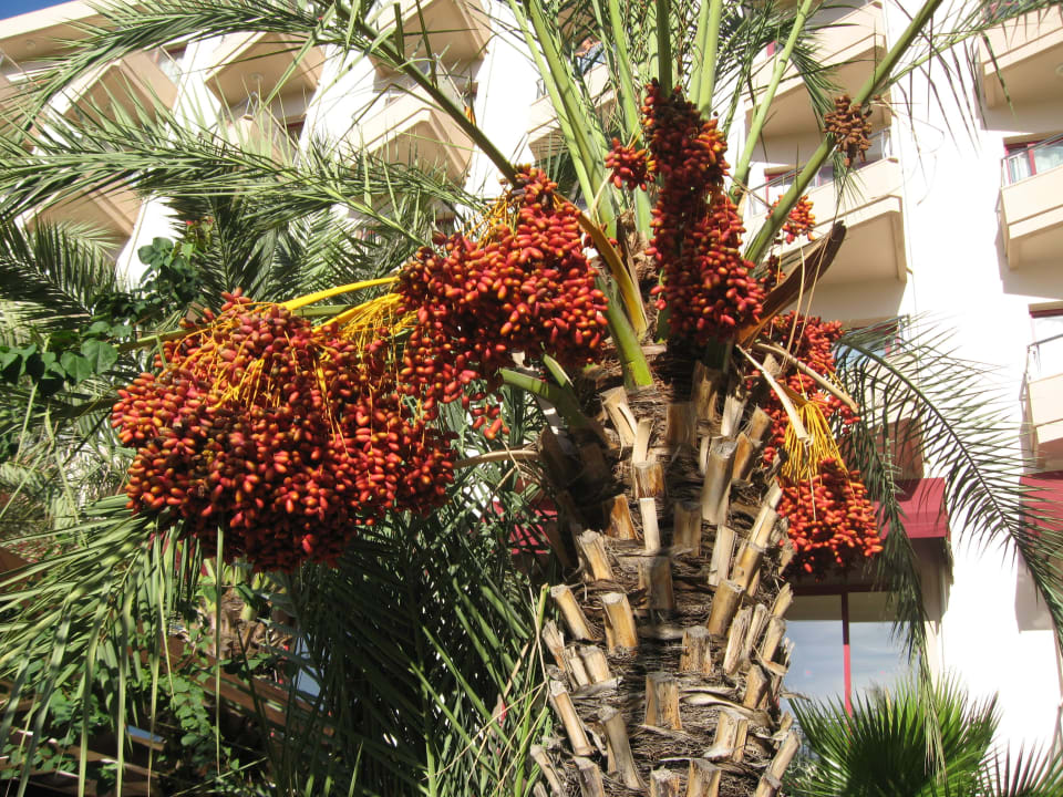 Dattelpalme Kaya Belek Hotel