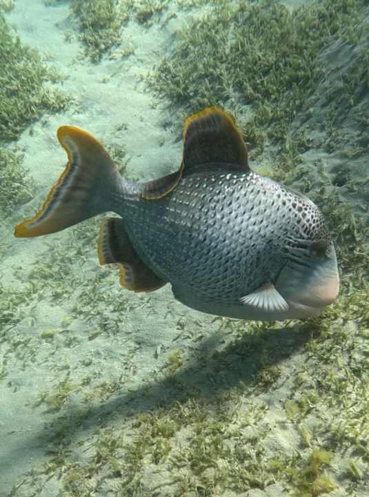 Strand Steigenberger Coraya Beach - Adults only