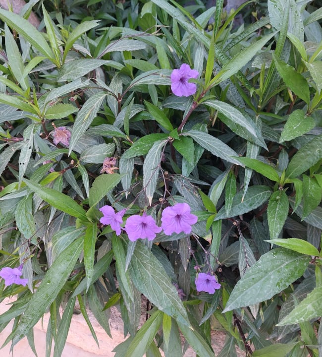 Gartenanlage Cactus Royal