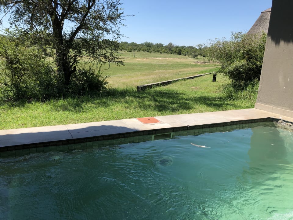 Pool Hotel Arathusa Safari Lodge