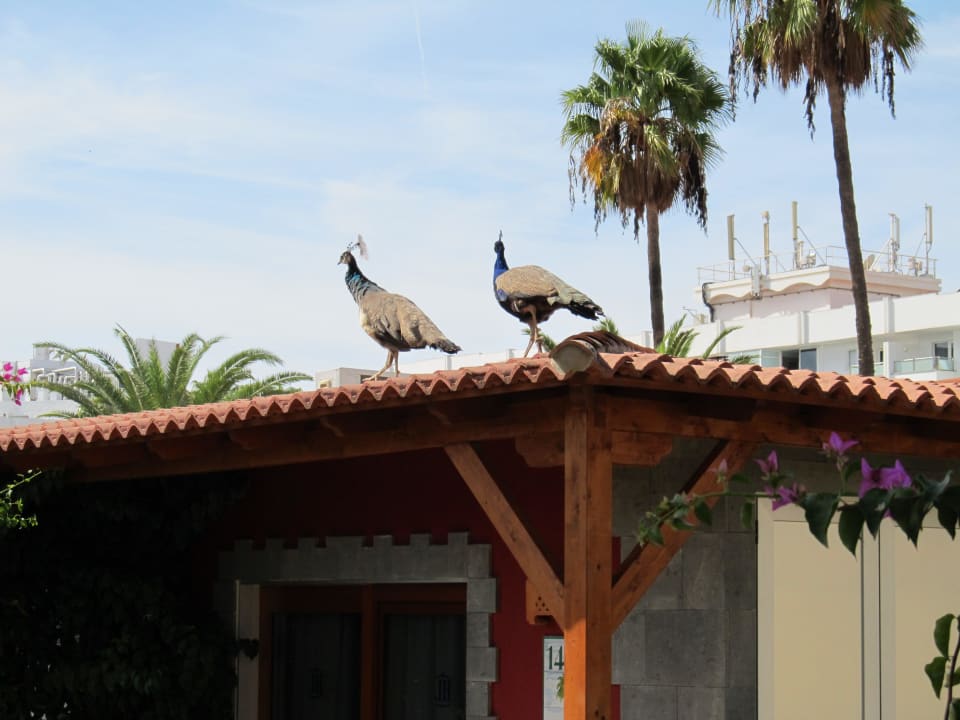 Auch diese zwei Pfaue gehören zur Anlage HL Miraflor Suites Hotel