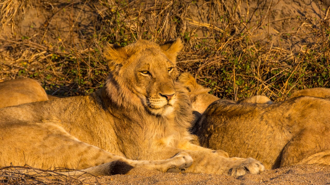 Sonstiges Hotel Arathusa Safari Lodge