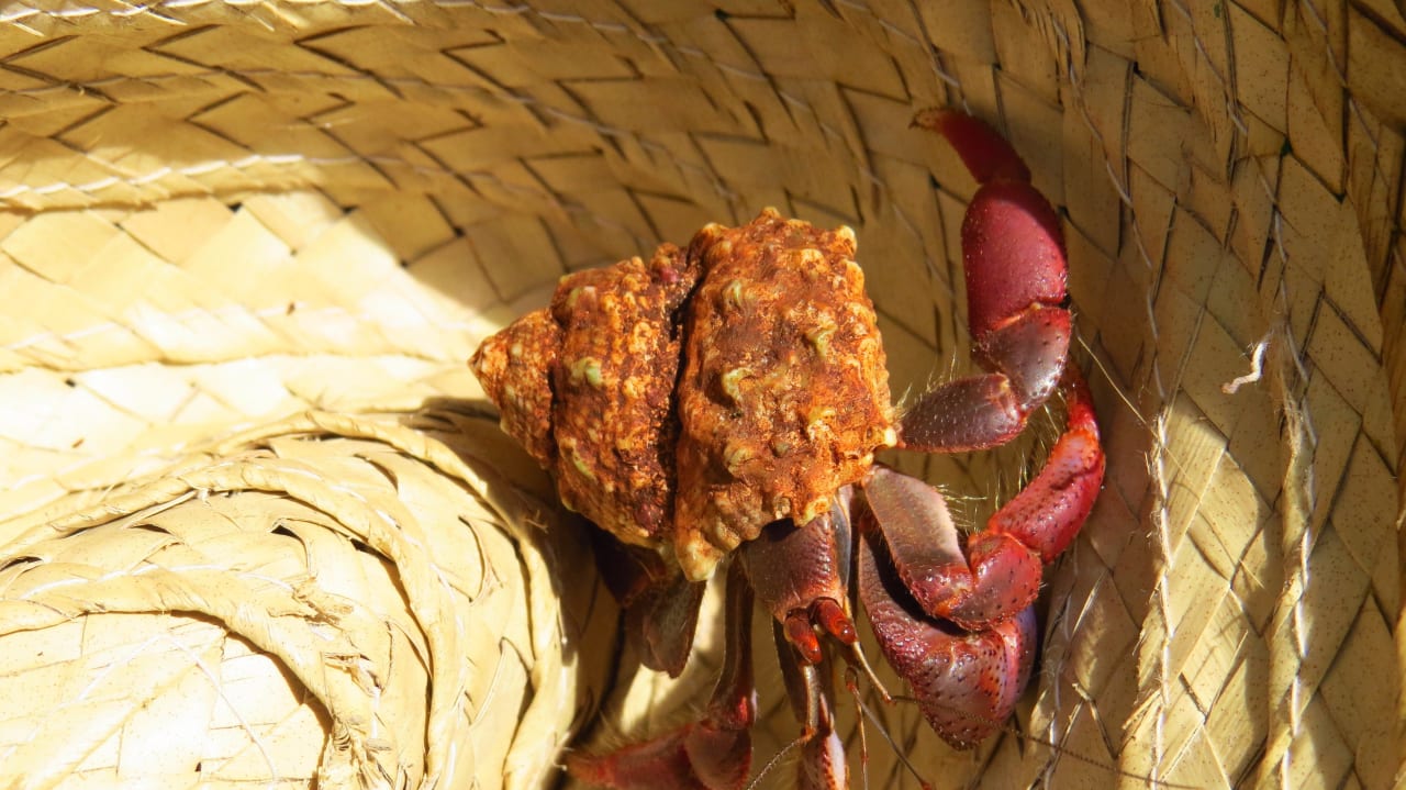 Einsiedlerkrebs im Hut Sol Rio De Luna y Mares