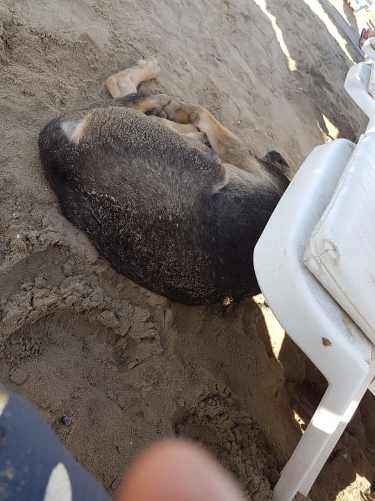 Strand Side Star Beach