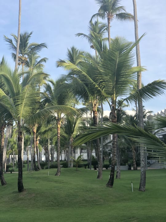 Gartenanlage Hotel Riu Palace Macao - Adults only