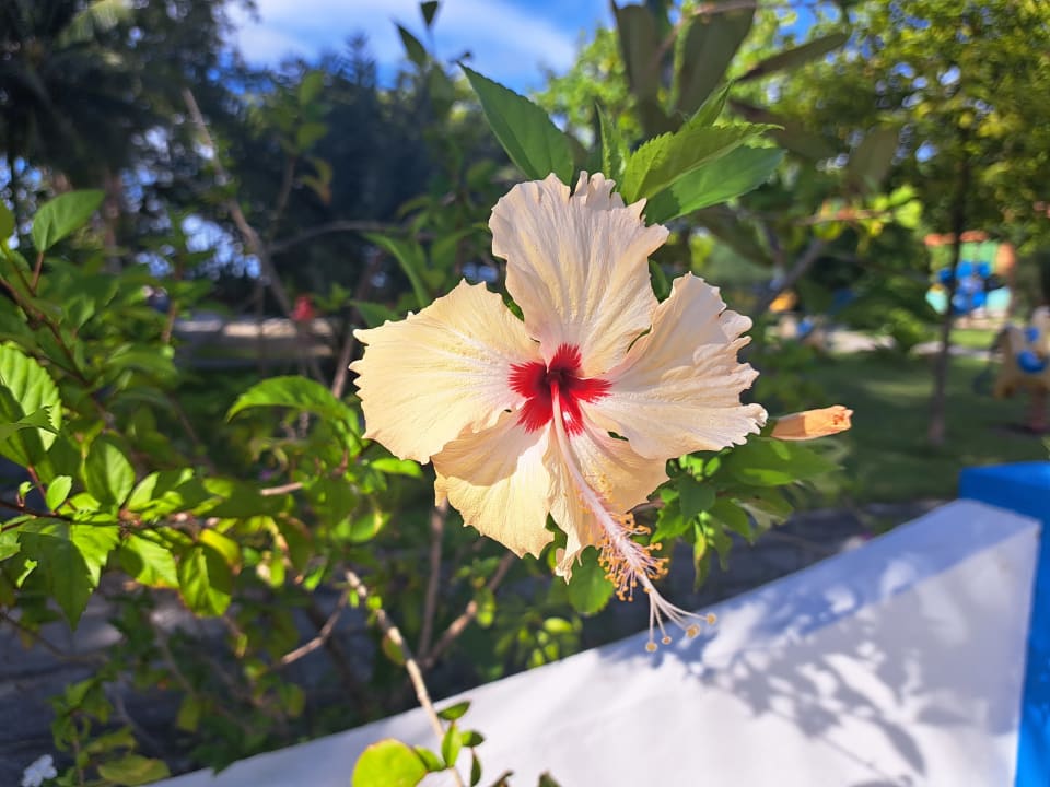 Gartenanlage NH Collection Maldives Reethi Resort