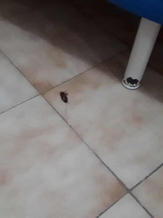 Zimmer Servatur Alameda de Jandía