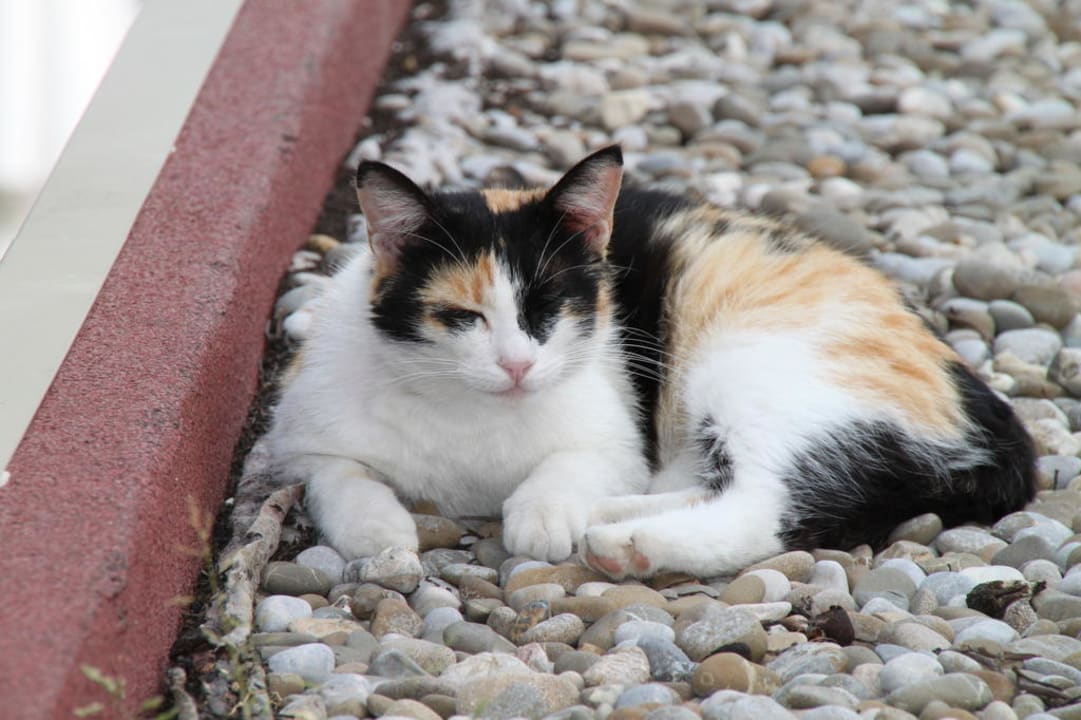 Mitbewohner vom Hotel Barut Hemera