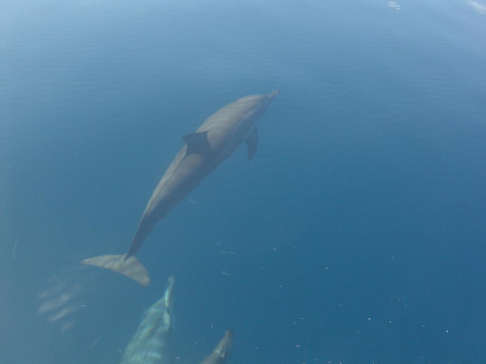 Delfine beim Prodivers Fullday Ausflug Kuredu Island Resort & Spa