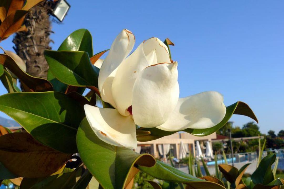 Ogród alltoura Club Hotel Poseidon Palace