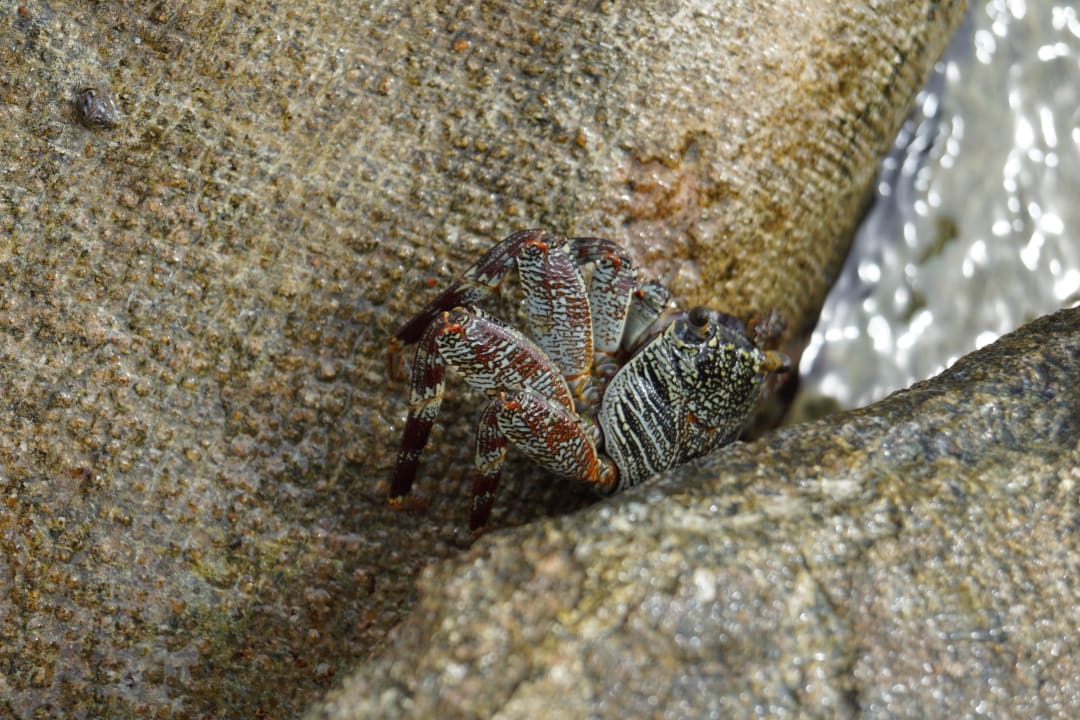 Strand Adaaran Select Meedhupparu Island Resort - Premium All Inclusive