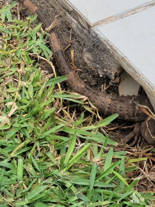 Gartenanlage Hotel Riu Dunamar