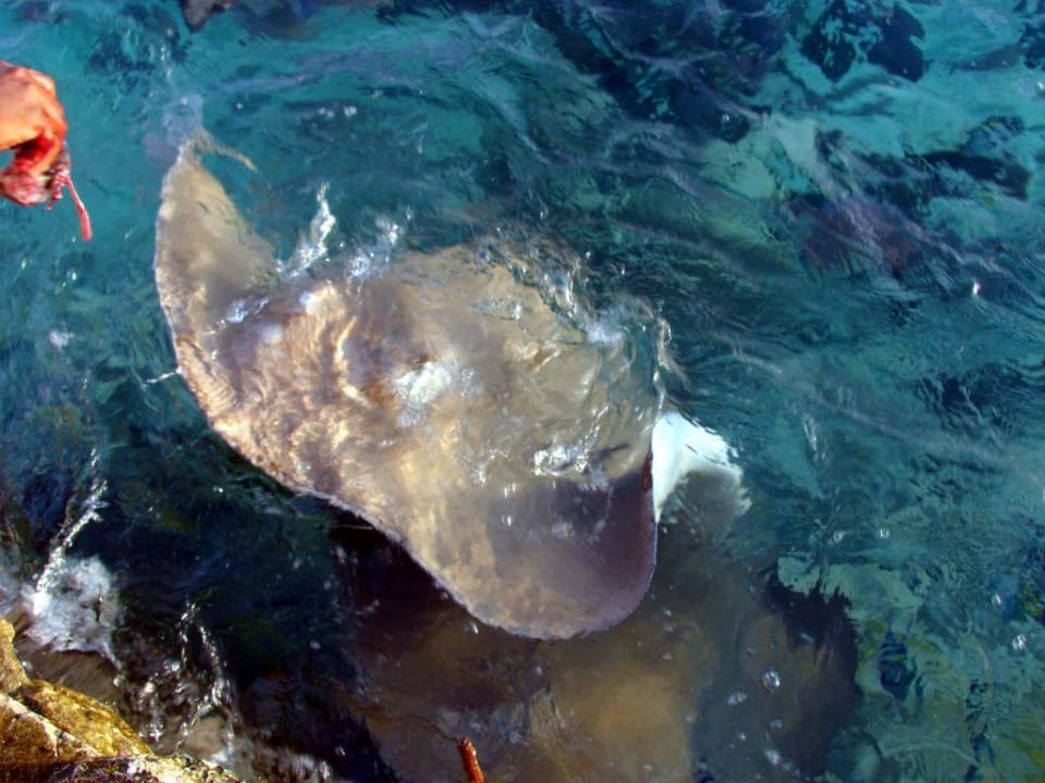 Rochenfütterung auf Summer Island Summer Island Maldives