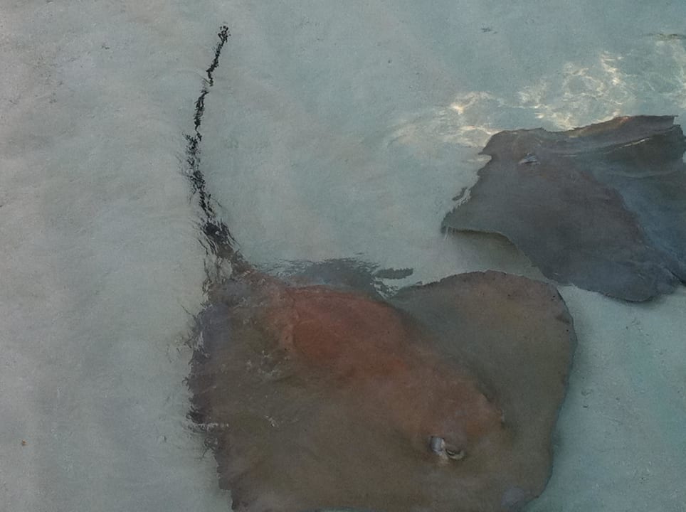 Reethi NH Collection Maldives Reethi Resort