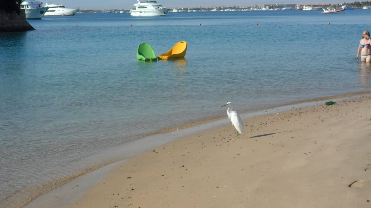 Neuer Freund  Marriott Hurghada Beach Resort