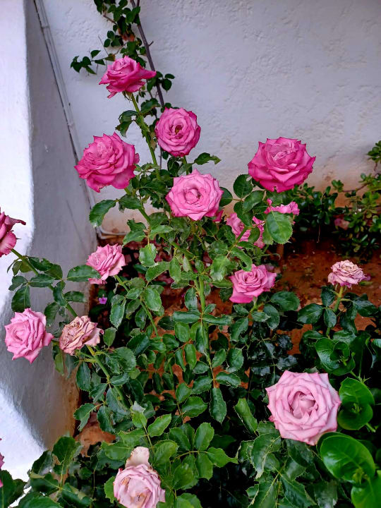 Gartenanlage Hotel Corina & Paloma Garden