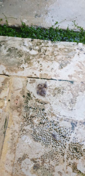 Zimmer Grand Palladium Select Bávaro Resort & Spa