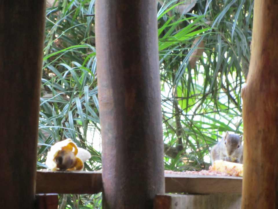 Small wildlife Sinharaja Seyana Eco Lodge