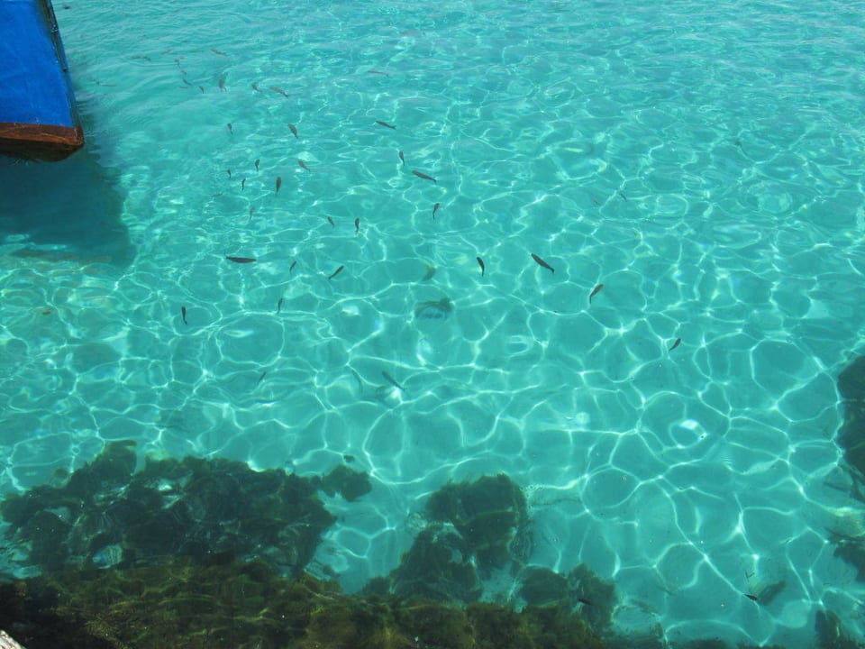 Quallen sind keine Seltenheit Comino Hotel & Bungalows