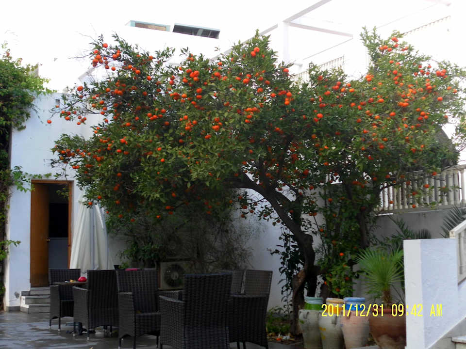 Vitamine  The Orangers Beach Resort and Bungalows