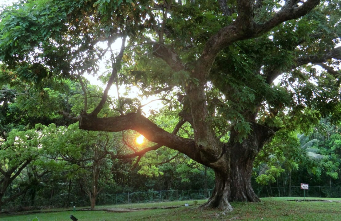 Der Baum Hotel Mision Palenque